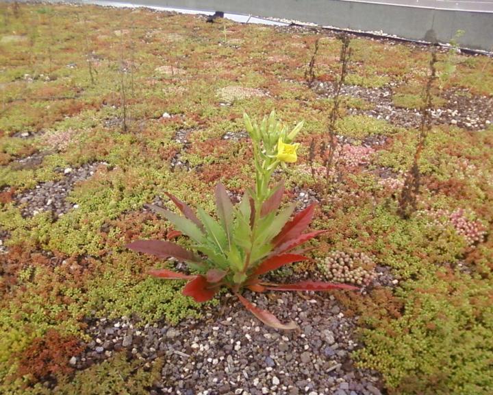 Expert en végétalisation de toiture Troyes