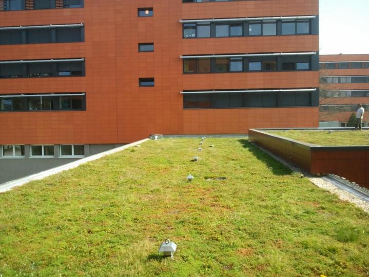 Les toitures végétalisées offrent une haute performance d’isolation et d’étanchéité.